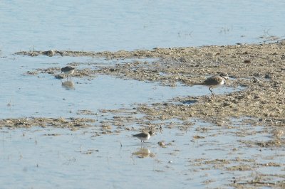 121birds121 005.JPG