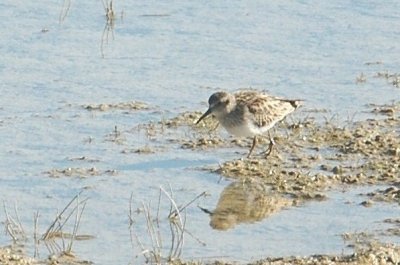 121birds121 006.JPG