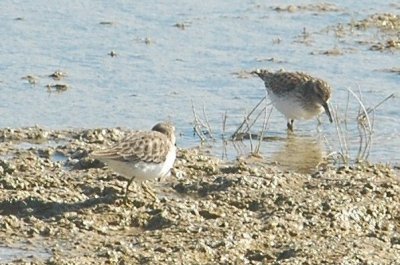 121birds121 007.JPG