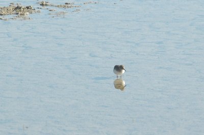 121birds121 008.JPG