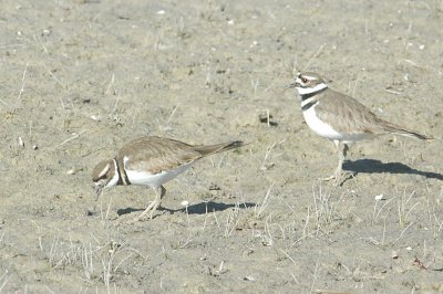 121birds121 013.JPG