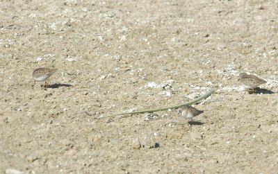 121birds121 014.JPG