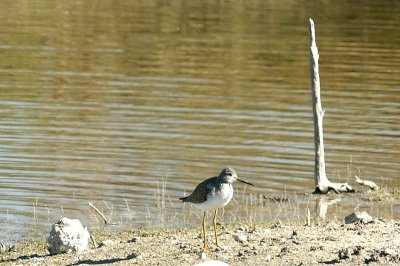 121birds121 018.JPG