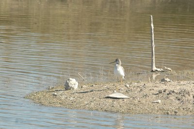121birds121 019.JPG