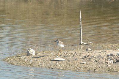 121birds121 020.JPG