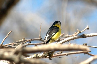 Goldfinches