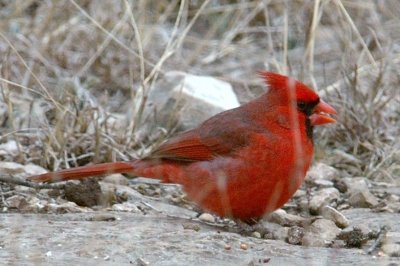 Cardinals and Pyrrhuloxias