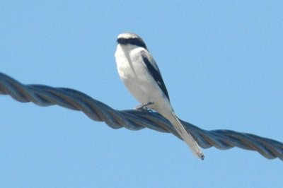 316birds 018.JPG