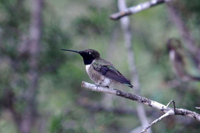 46TennisBirds 116.JPG