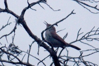 423NealsBirdByChair 030.JPG