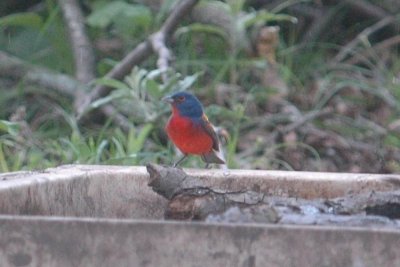 423NealsBirdByChair 042.JPG