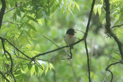 425NealsBirdbyChair 016.JPG