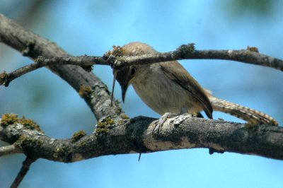524YardBirdButts 042.JPG