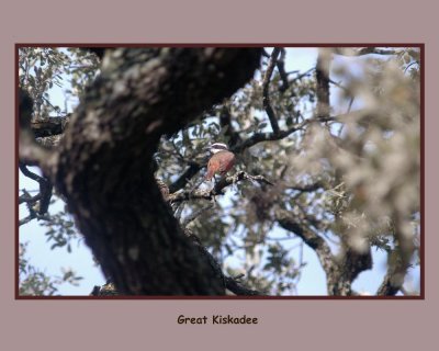 GrtKiskadee1.jpg