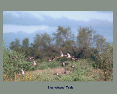 ahBlueWings1.jpg