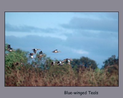 bwteals copy - Copy.jpg
