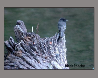 blackPhoebe28.jpg