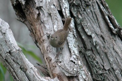 house wren44.jpg