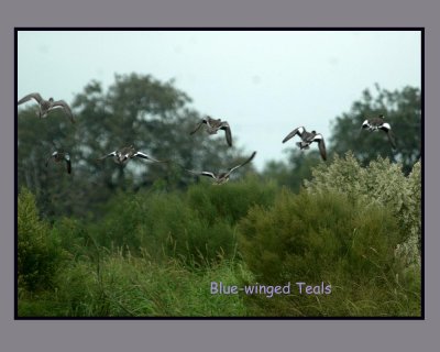 bluewteals copy.jpg