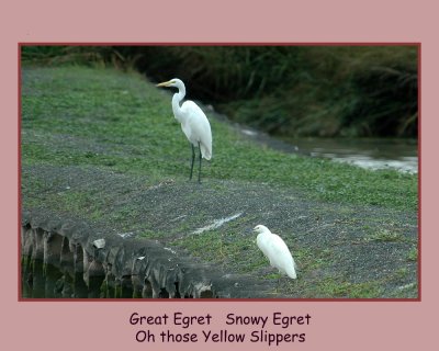egrets copy.jpg