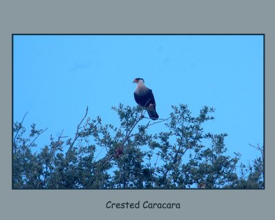 cresCara111.jpg