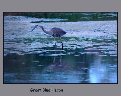 greatblue11.jpg