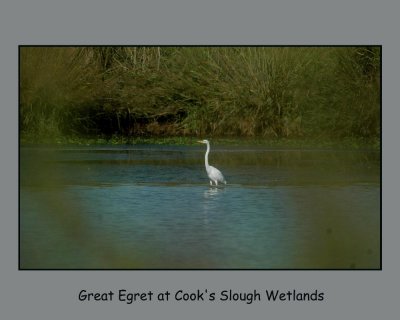 greatEgret11.jpg