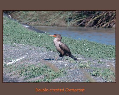 dccormorant copy - Copy.jpg