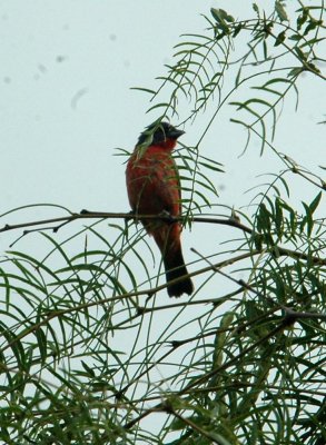 613cooks 023paintedBunting.jpg