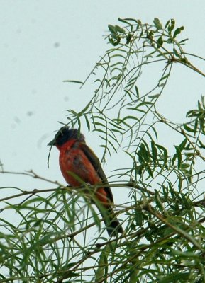 613cooks 024paintedBunting.jpg