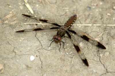 613cooks 042commonWhitetailfemale.jpg