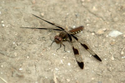 613cooks 043commonWhitetailfemale.jpg