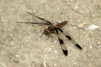 613cooks 043commonWhitetailfemale.jpg