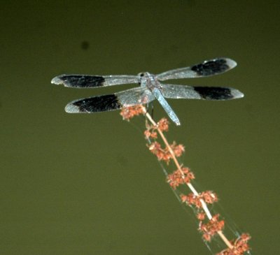 613cooks 067dragonfly.jpg