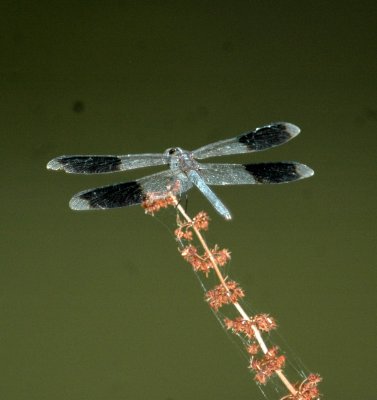 613cooks 068dragonfly.jpg