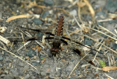 613cooks 087commonWhitetailFemale.jpg