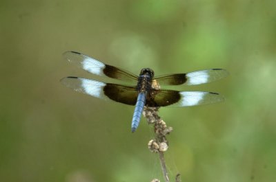 614cooks 068widowSkimmer.jpg