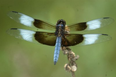 614cooks 070widowSkimmer.jpg