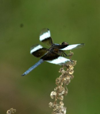 614cooks 071widowSkimmer.jpg