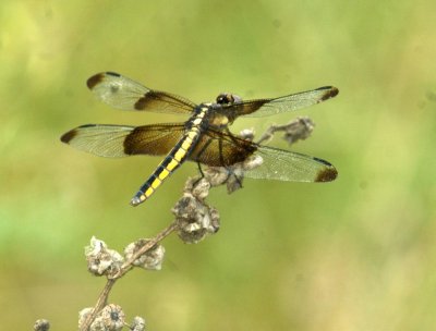 614cooks 072widowSkimmer.jpg