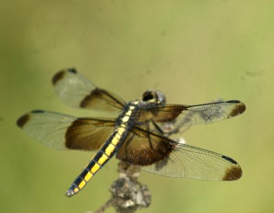 614cooks 073widowSkimmer.jpg