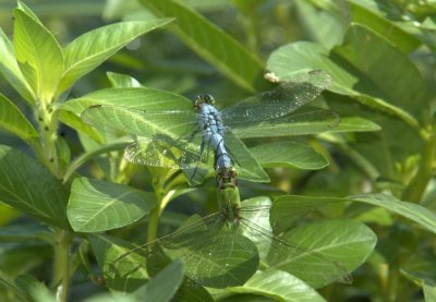 614cooks 099commonpondhawk.jpg