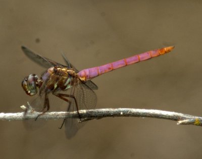 615cooks 006roseateskimmer.jpg