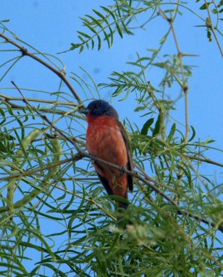 615cooks 009paintedbunting.jpg