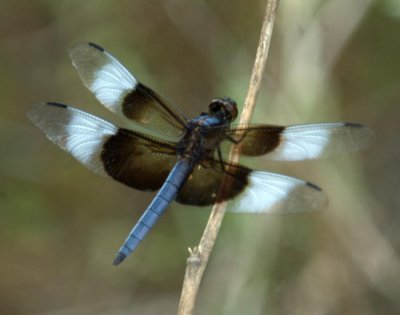 615cooks 045widowskimmer.jpg