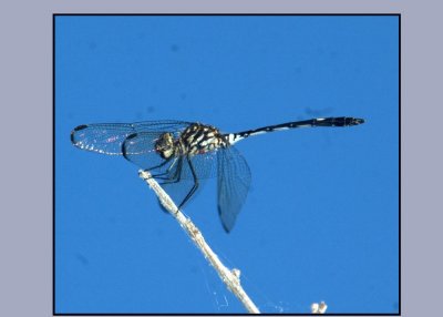dragon222.jpg