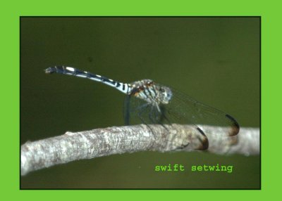 swiftsetwing copy.jpg