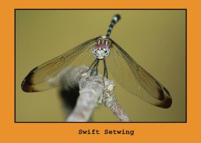 swift222.jpg