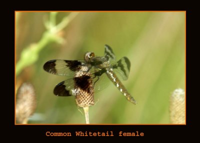 whitetailfem627.jpg
