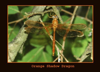 orshadowdr627.jpg